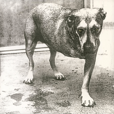 Alice In Chains - Alice In Chains Vinyl Vinyl