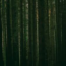 The Paper Kites - Evergreen Vinyl Vinyl