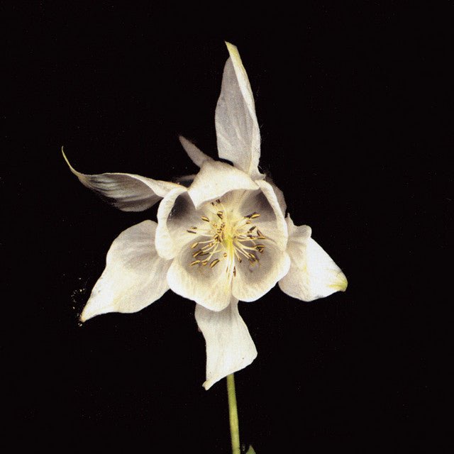 Fridge - Happiness Vinyl