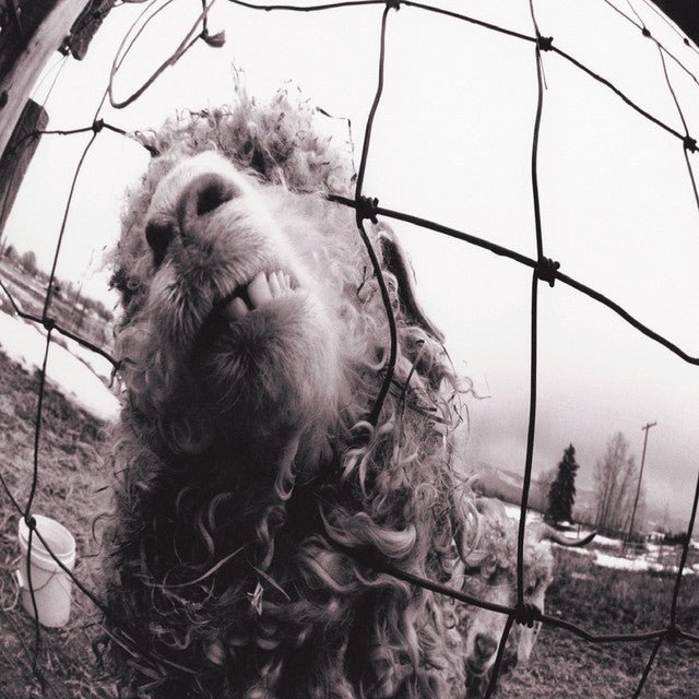 Pearl Jam - Vs. Vinyl