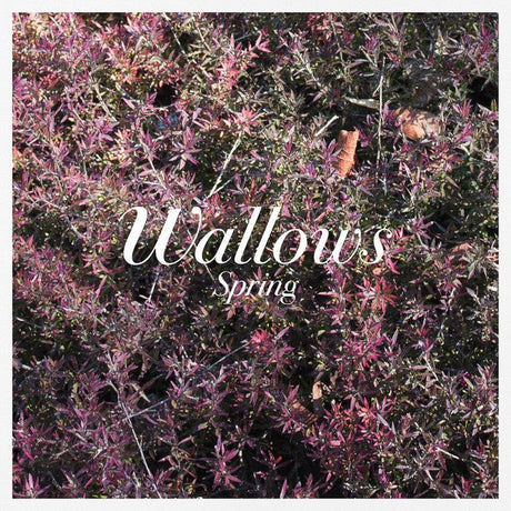 Wallows - Spring Vinyl