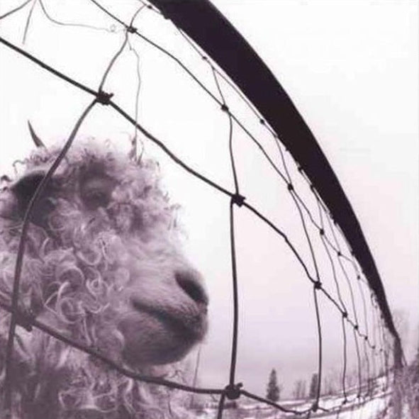 Pearl Jam - Vs.