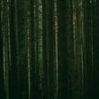 The Paper Kites - Evergreen Vinyl Vinyl