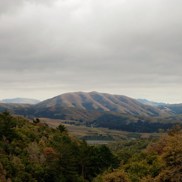 Dirty Projectors + Bjork - Mount Wittenberg Orca Vinyl